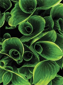 Hosta fotótapéta Zöld levelek természet 184x254 hálószoba nappali +ragasztó