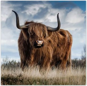 Poszterek 100x100 Skót felföldi tehén Szarv