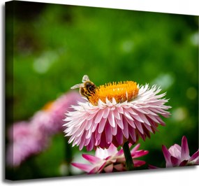 Vászonkép Botanika Méh és virág 50x40