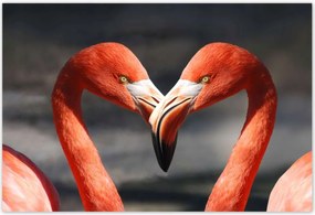 Poszterek 200x135 Szerelmes pelikánok