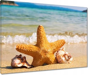 Vászonkép 80x60 Tengeri csillag és kagylók