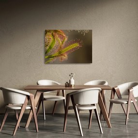 A növény képe (üvegen) (70x50 cm)