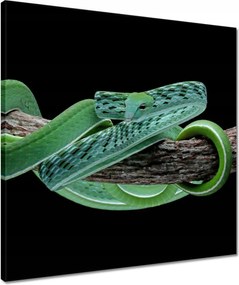 VĂĄszonkĂ©p 50x50 Ahaitulla prĂ©s kĂgyĂł