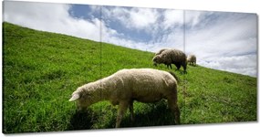 Vászonkép 180x90 Bárányok a legelőn