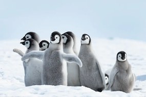 Plakát Pingvinjei - Family, (91.5 x 61 cm)