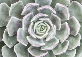 Poszter 66,5x46,5cm Pozsgás, Assaf Frank