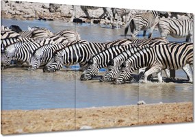 Festmények 120x80 Zebrák a vízparton