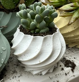 Pozsgás kaspó kaktuszokhoz és egyéb kis növényekhez Virágtartók