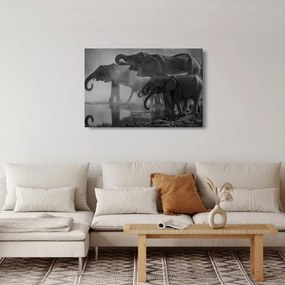 Elefánt képe - fekete fehér (90x60 cm)