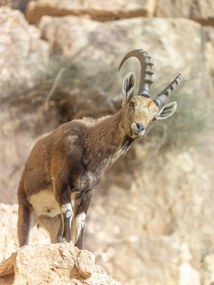 Poszter 60x80cm Ibex Nubiana, Assaf Frank