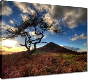 Vászonkép 50x40 Fa