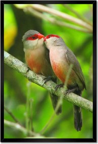 Poszterek keretben 40x60 Madarak