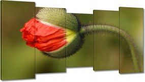 Vászonkép 150x80 Pipacs Virágok