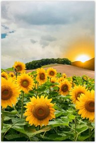 Poszterek 60x90 Tájkép Napraforgók