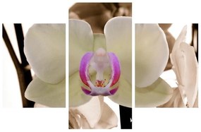 Orchideák képe (90x60 cm)