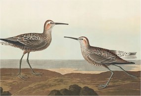 Fotótapéta Flizelin Dekoratív tapéta Madár sziluettek 152x104 Ragasztó