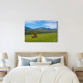 Kép - Szarvas a réten (90x60 cm)