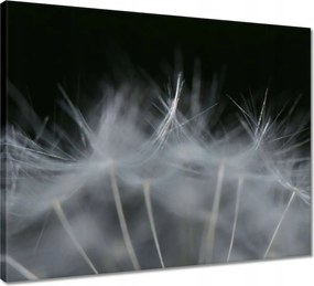 Vászonkép 50x40 Pitypang Virág Virágok