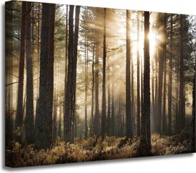 Vászonkép Nap az erdőben Hideg színek Fű 40x30 cm