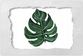 Poszter 60x40 Monstera Zöld levél