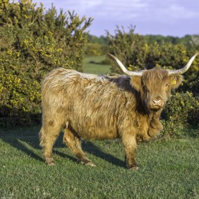 Poszter 30x30cm Tehén a faluban, Assaf Frank