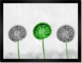 Poszterek keretben 40x30 Pitypangok