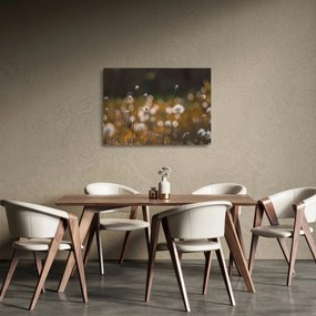 Üveg kép - Gyapotfűvel borított rét N⁰2 (70x50 cm)