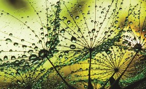 Fotótapéta - Pitypang - absztrakt - zöld (152,5x104 cm)