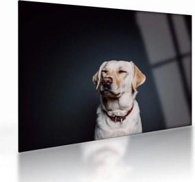 Labrador képe (üvegen) (70x50 cm)