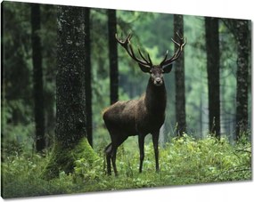 Vászonkép 100x70 Szarvas Erdő Tájkép