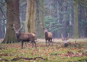 Poszter 59,4x42cm Szarvasok az erdőben, Assaf Frank