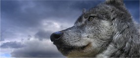 Kép - Farkas feje (120x50 cm)