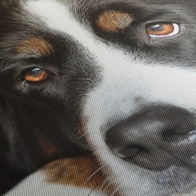 Kutya képe (150x105 cm)