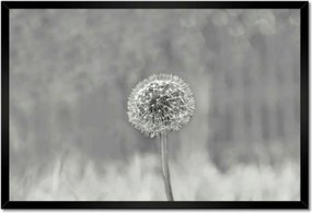 Poszterek keretben 60x40 Pitypang