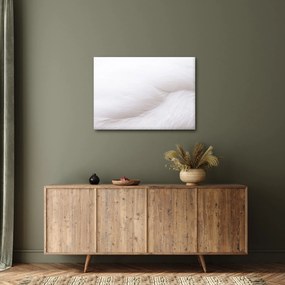 Kép - Fehér toll (70x50 cm)