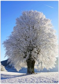 Poszterek 70x100 Téli fa kép
