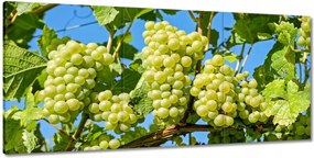 Vászonkép 210x100 Zöld szőlő