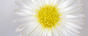 Kép - Margarita (120x50 cm)