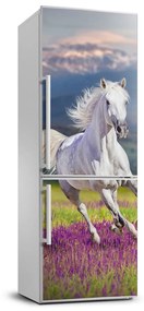 Hűtő matrica Fehér ló FridgeStick-70x190-f-113343319