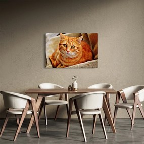 Egy fekvő macska képe (90x60 cm)