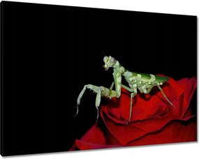 Vászonkép 100x70 Sáska piros virág