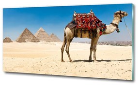 Üvegkép Camel kairóban osh-93235803