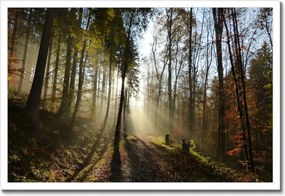 Poszterek keretben 60x40 Napfelkelte az erdőben