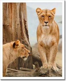 Poszterek keretben 40x50 Oroszlánok Afrikában