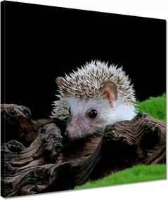 Vászonkép 40x40 Sündisznó a zöld mohán