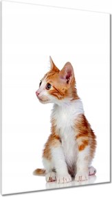 Vászonkép 80x120 Cica Cicák Macskák