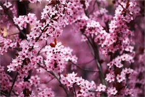 Kép - Rózsaszín sakura (90x60 cm)