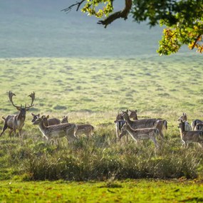 Poszter 60x60cm Csorda, Assaf Frank