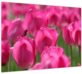 Kép - Rózsaszín tulipánok (70x50 cm)