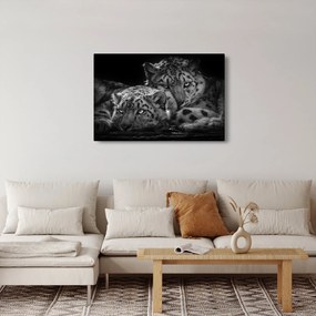Kép - Pihenő gepárdok (90x60 cm)